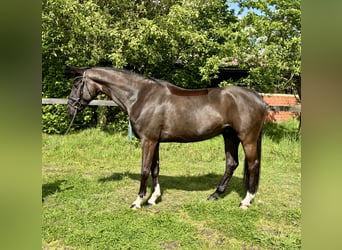 KWPN, Gelding, 5 years, 16.1 hh, Black