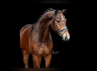 KWPN, Gelding, 5 years, 16,1 hh, Brown