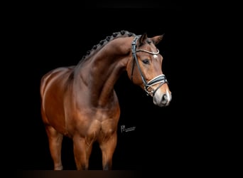 KWPN, Gelding, 5 years, 16,1 hh, Brown