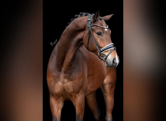 KWPN, Gelding, 5 years, 16,1 hh, Brown