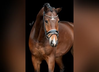 KWPN, Gelding, 5 years, 16,1 hh, Brown