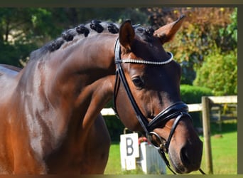 KWPN, Gelding, 5 years, 16,1 hh, Brown