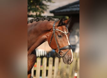 KWPN, Wallach, 5 Jahre, 16,1 hh, Brauner