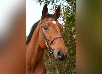 KWPN, Gelding, 5 years, 16.1 hh, Brown