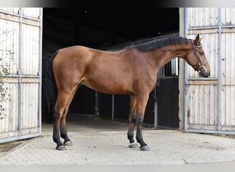 KWPN, Gelding, 5 years, 16.1 hh, Brown