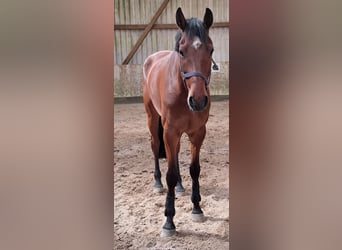 KWPN, Gelding, 5 years, 16.1 hh, Brown