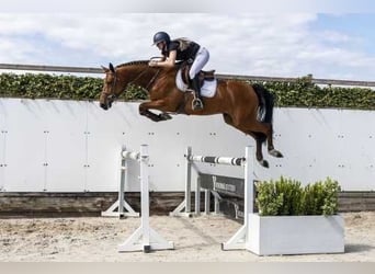KWPN, Gelding, 5 years, 16.1 hh, Brown