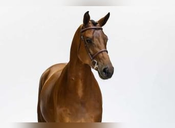 KWPN, Gelding, 5 years, 16.1 hh, Brown