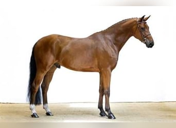 KWPN, Gelding, 5 years, 16.1 hh, Brown