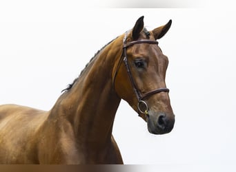 KWPN, Gelding, 5 years, 16.1 hh, Brown