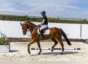 KWPN, Gelding, 5 years, 16.1 hh, Brown