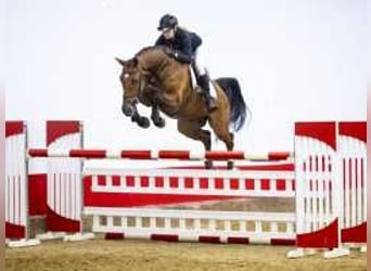 KWPN, Gelding, 5 years, 16,1 hh, Brown