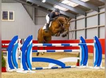 KWPN, Gelding, 5 years, 16,1 hh, Brown