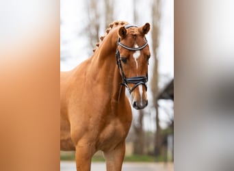 KWPN, Gelding, 5 years, 16,1 hh, Chestnut-Red