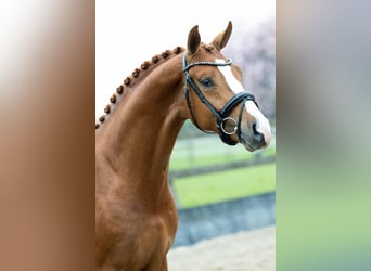 KWPN, Gelding, 5 years, 16.1 hh, Chestnut-Red