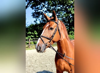 KWPN, Gelding, 5 years, 16,1 hh, Chestnut-Red