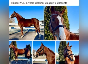 KWPN, Gelding, 5 years, 16,1 hh, Chestnut-Red