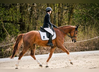 KWPN, Gelding, 5 years, 16.1 hh, Chestnut-Red