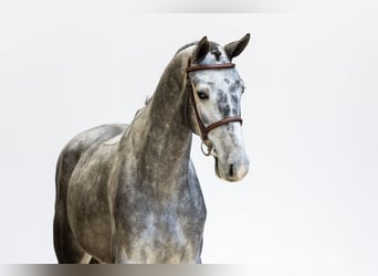 KWPN, Gelding, 5 years, 16.1 hh, Gray-Dapple