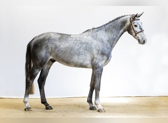 KWPN, Gelding, 5 years, 16.1 hh, Gray-Dapple