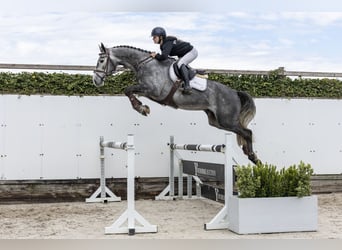 KWPN, Gelding, 5 years, 16.1 hh, Gray-Dapple