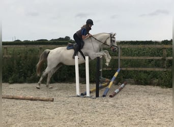 KWPN, Gelding, 5 years, 16,1 hh, Gray