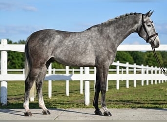 KWPN, Gelding, 5 years, 16.1 hh, Grey