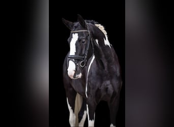 KWPN, Gelding, 5 years, 16,1 hh, Pinto