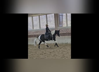 KWPN, Gelding, 5 years, 16,1 hh, Pinto