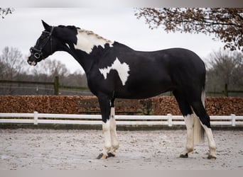 KWPN, Gelding, 5 years, 16,1 hh, Pinto