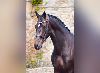 KWPN, Gelding, 5 years, 16.1 hh, Smoky-Black