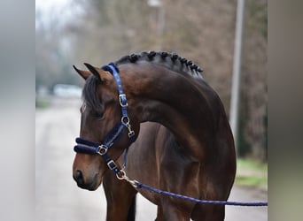 KWPN, Gelding, 5 years, 16.2 hh, Bay-Dark
