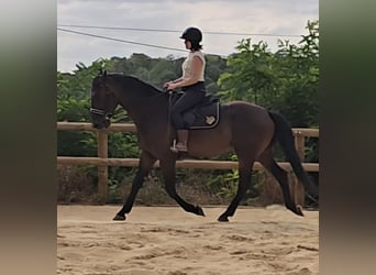 KWPN, Gelding, 5 years, 16.2 hh, Bay-Dark