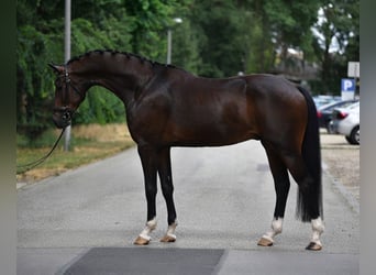 KWPN, Gelding, 5 years, 16.2 hh, Bay-Dark