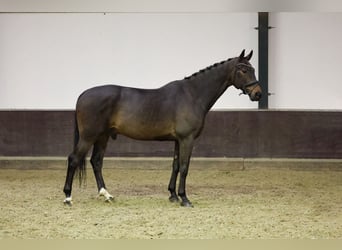 KWPN, Gelding, 5 years, 16.2 hh, Bay-Dark