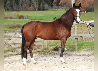 KWPN, Gelding, 5 years, 16.2 hh, Bay-Dark