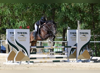 KWPN, Gelding, 5 years, 16.2 hh, Bay-Dark