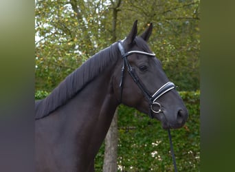 KWPN, Gelding, 5 years, 16,2 hh, Black