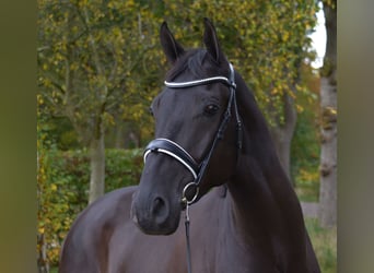 KWPN, Gelding, 5 years, 16,2 hh, Black