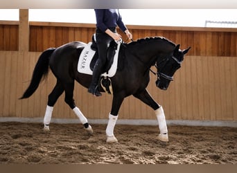 KWPN, Gelding, 5 years, 16.2 hh, Black