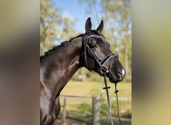KWPN, Gelding, 5 years, 16.2 hh, Black