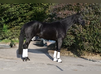 KWPN, Gelding, 5 years, 16.2 hh, Black