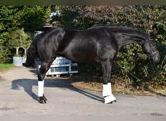 KWPN, Gelding, 5 years, 16.2 hh, Black