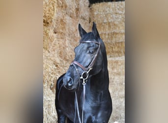 KWPN, Gelding, 5 years, 16.2 hh, Black