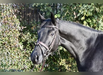 KWPN, Gelding, 5 years, 16.2 hh, Black