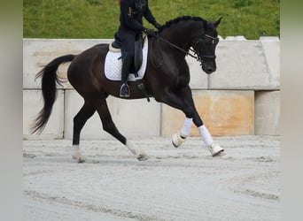 KWPN, Gelding, 5 years, 16,2 hh, Black