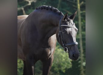 KWPN, Gelding, 5 years, 16,2 hh, Black