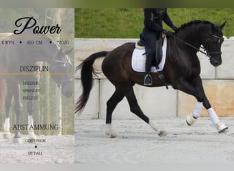 KWPN, Gelding, 5 years, 16,2 hh, Black