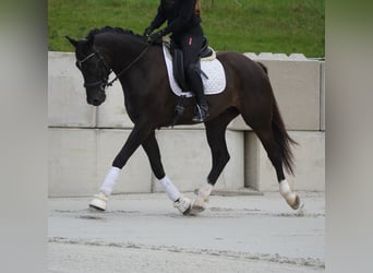 KWPN, Gelding, 5 years, 16,2 hh, Black