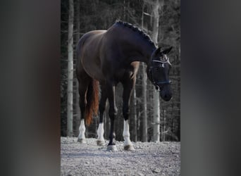 KWPN, Gelding, 5 years, 16,2 hh, Black